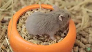 Ca hamsteri da nastere Ca hamsteri da nastere