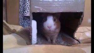 Ca hamsteri da nastere Ca hamsteri da nastere