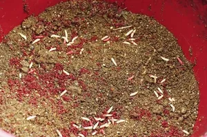 Fertilizarea peștele cu mâinile lor Fertilizarea peștele cu mâinile lor