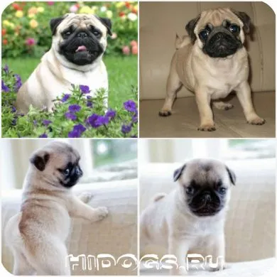 Cum de a instrui un pug la toaletă Cum de a instrui un pug la toaletă