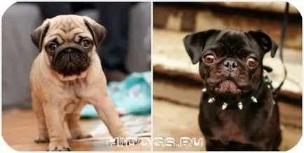 Cum de a instrui un pug la toaletă Cum de a instrui un pug la toaletă