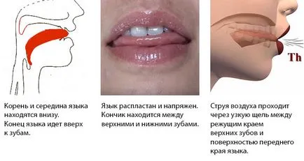 Limba cum se pronunță Limba cum se pronunță
