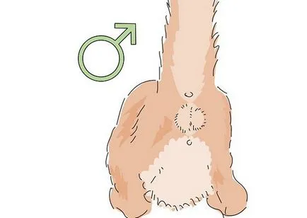 Cum se distinge sexul pisoi