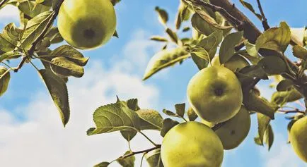 Spell privind produsele alimentare Spell privind produsele alimentare