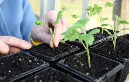 Cum să crească o crizantema Cum să crească o crizantema