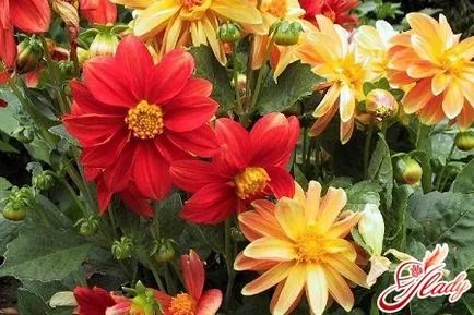 Ce să crească răsaduri de flori