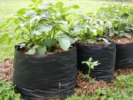 Cultivarea cartofi în saci