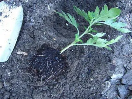 Cum să crească o crizantema Cum să crească o crizantema