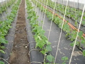 Când să planteze castraveți în teren deschis