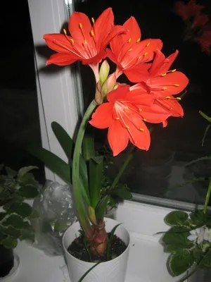 floare de grădină cu flori rosii