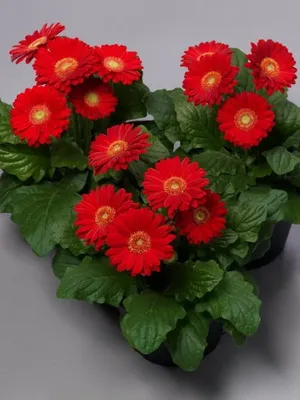 floare de grădină cu flori rosii