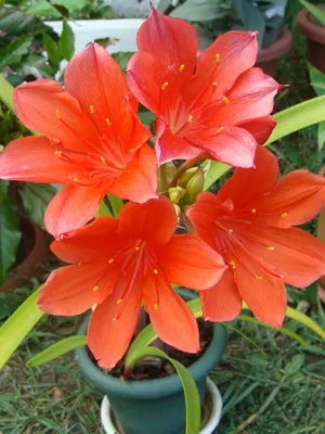 floare de grădină cu flori rosii