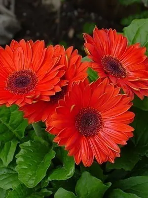 floare de grădină cu flori rosii
