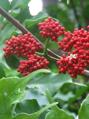 floare de grădină cu flori rosii