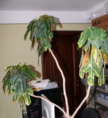 Îngrijire la codiaeum acasă