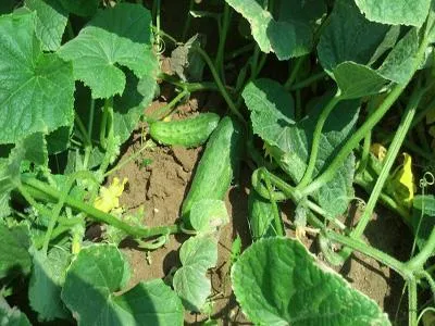 Când să planteze castraveți în teren deschis Când să planteze castraveți în teren deschis