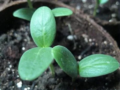 Când să planteze castraveți în teren deschis Când să planteze castraveți în teren deschis