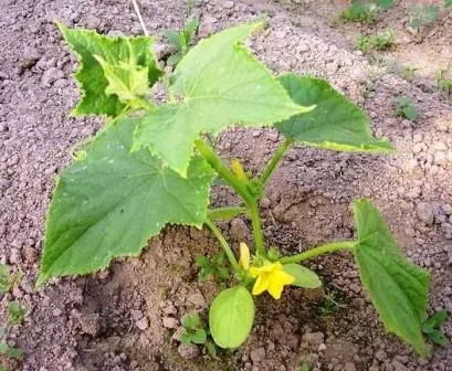Când să planteze castraveți în teren deschis