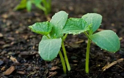 Când să planteze castraveți în teren deschis