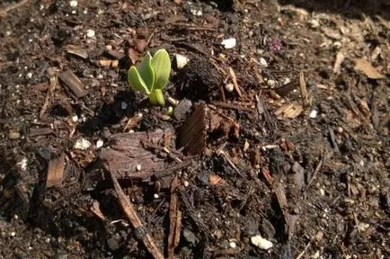 Când să planteze castraveți în teren deschis