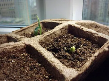 Când să planteze castraveți în teren deschis