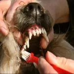 Boala parodontală la câini Boala parodontală la câini