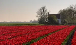 floare de grădină cu flori rosii floare de grădină cu flori rosii