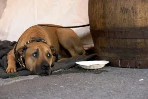 Cum de a vindeca un câine de la rapciuga