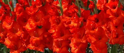 floare de grădină cu flori rosii floare de grădină cu flori rosii