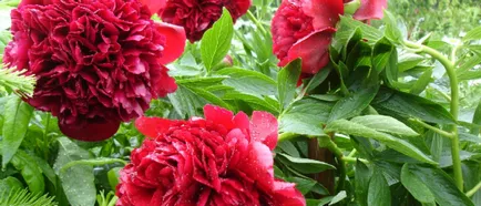floare de grădină cu flori rosii floare de grădină cu flori rosii