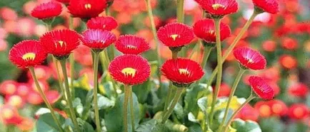 floare de grădină cu flori rosii floare de grădină cu flori rosii