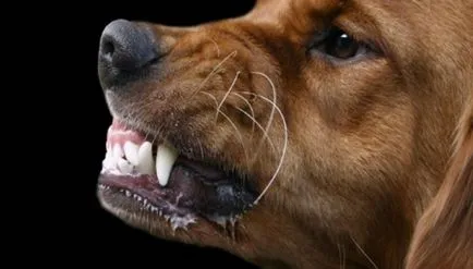 Cum de a vindeca un câine de la rapciuga
