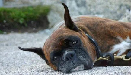 Cum de a vindeca un câine de la rapciuga