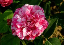 Cum și când să planteze Ranunculus Cum și când să planteze Ranunculus