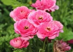 Cum și când să planteze Ranunculus