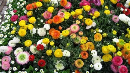 Cum și când să planteze Ranunculus