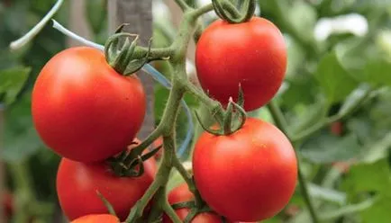 Varietatea de tomate pentru seră Varietatea de tomate pentru seră