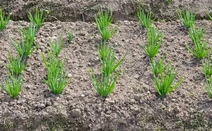 Cum de a planta ceapa pe verdeață