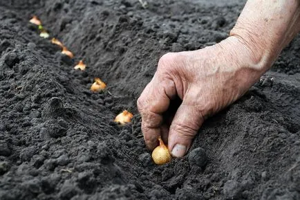 Cum de a planta ceapa pe verdeață