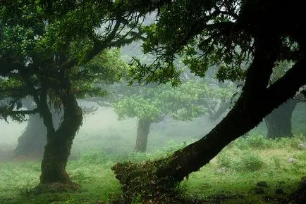 Cum să zboare spre Madeira