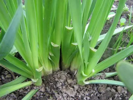Cum de a planta ceapa pe verdeață