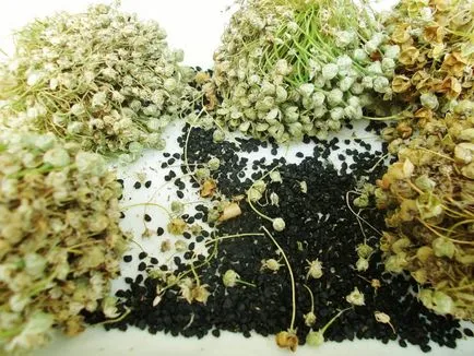Cum de a planta ceapa pe verdeață