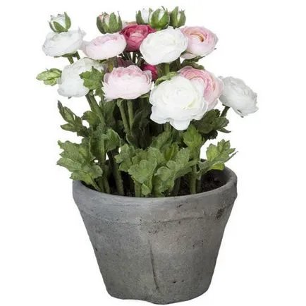 Cum și când să planteze Ranunculus Cum și când să planteze Ranunculus