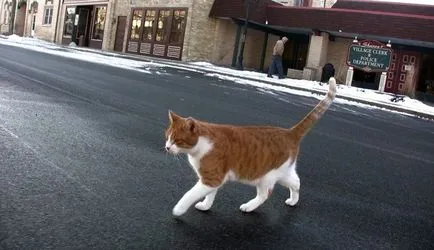 Cat Freddy Sharon