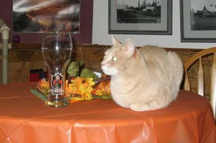 Cat Freddy Sharon Cat Freddy Sharon