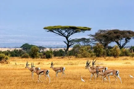 Care crește în Africa Care crește în Africa