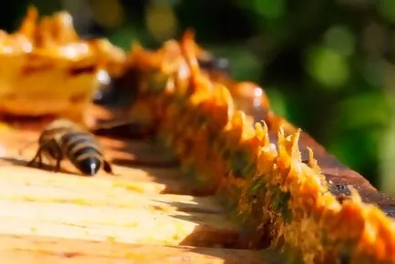 Propolis băutura