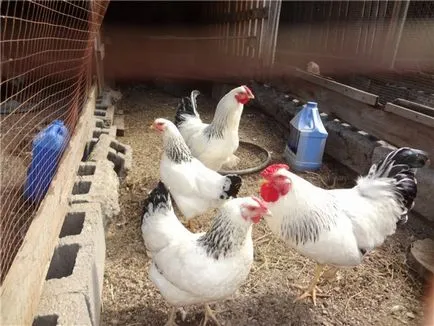 pui curcani pui curcani