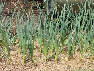 tehnologia de cultivare usturoi