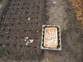 tehnologia de cultivare usturoi